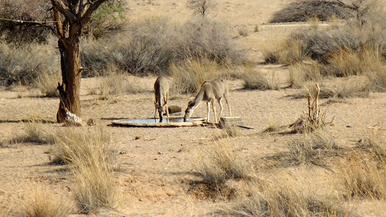 Wasserstelle hinter der Lodge